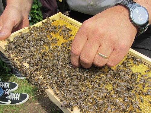 Bienen